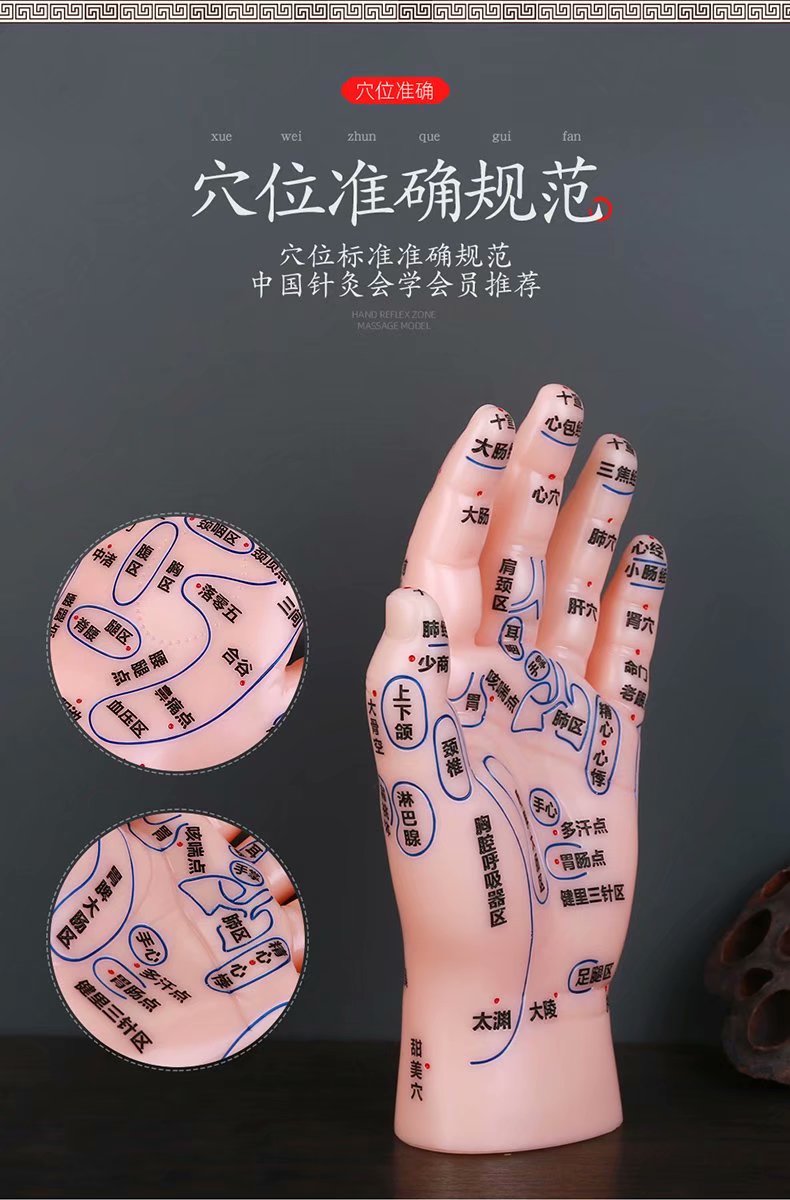 伊冉香约手部模型高清穴位部模型针灸推拿手部反射区儿童手部模型