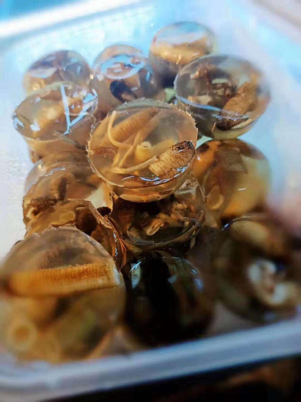 厦门土笋冻新鲜现做福建名小吃即食真空包装闽南海鲜特产 土笋冻大颗