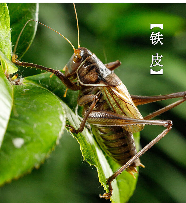 蝈蝈活虫叫声夏季鸣虫活物绿大肚子翡翠平谷铁皮大号山青叫蝈蝈 山青
