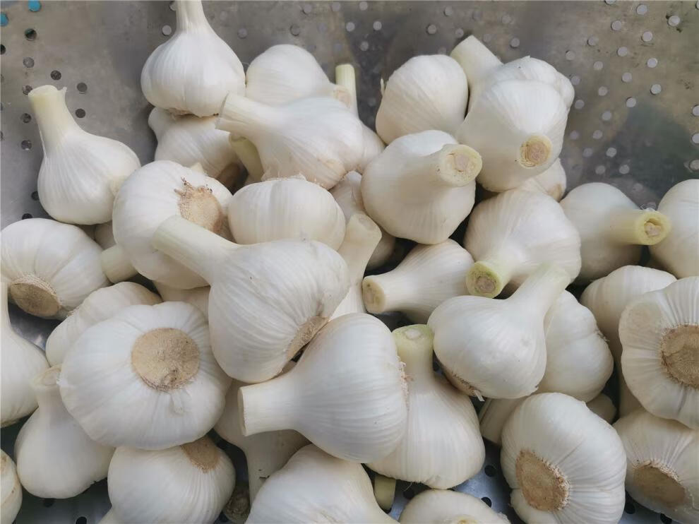 520礼物送女友东北新鲜大蒜现挖现发白皮青蒜嫩蒜积蒜腌制糖醋蒜特产5