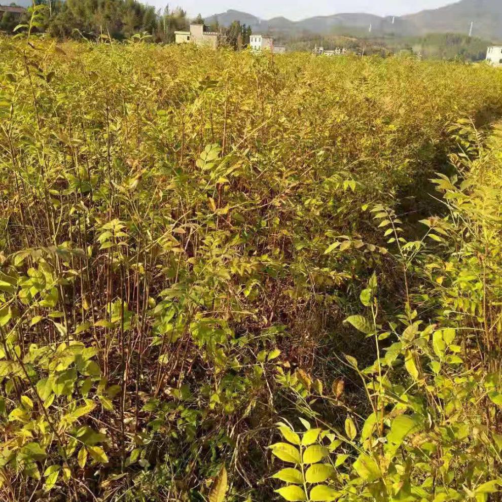 药用黄柏树苗黄柏苗基地黄波椤树剥皮卖造林苗东北黄菠萝苗70100厘米