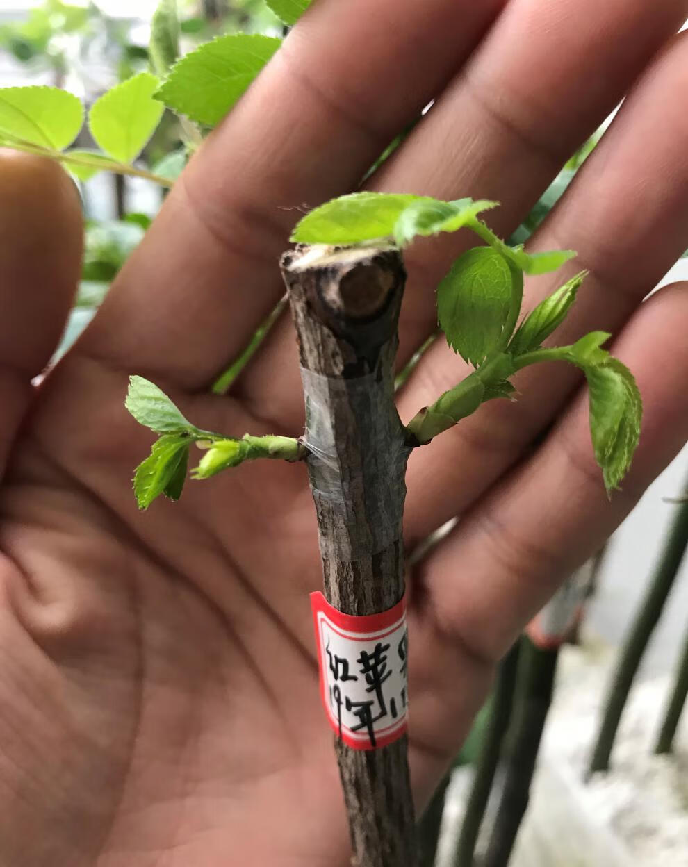 艺进口aglis糯米纸嫁接膜嫁接带透气防水月季芽枝接膜 2.