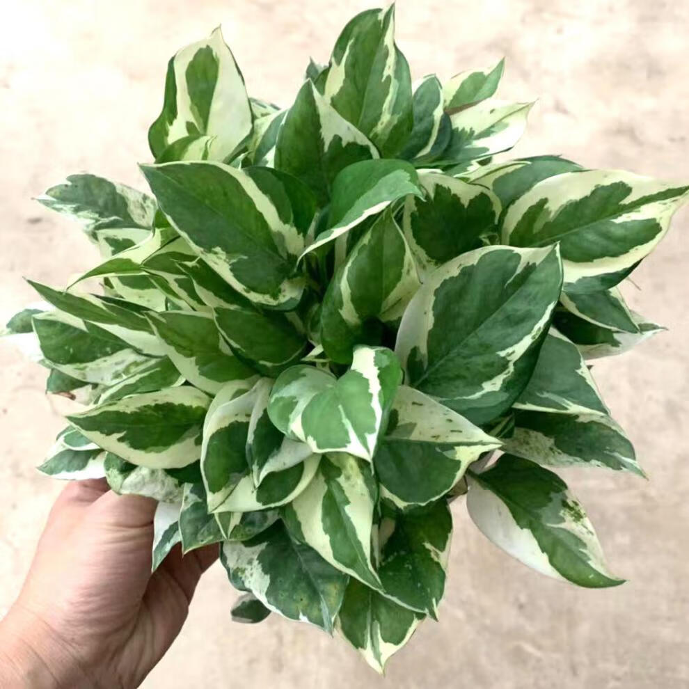 白金葛盆栽雪花绿萝室内阳台花卉观叶植物四季常青易