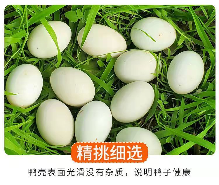 国产特大散养生鸭蛋土鸭蛋贾鲁河畔现捡新鲜笨鸭蛋草鸭蛋整箱 红心鲜