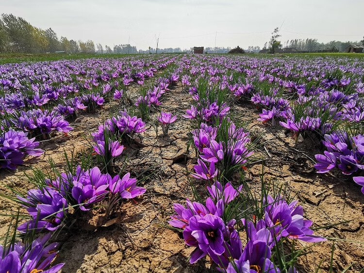 云仓藏红花盆栽藏红花大球西红花种球番红花花卉种子球根苗百合盆栽