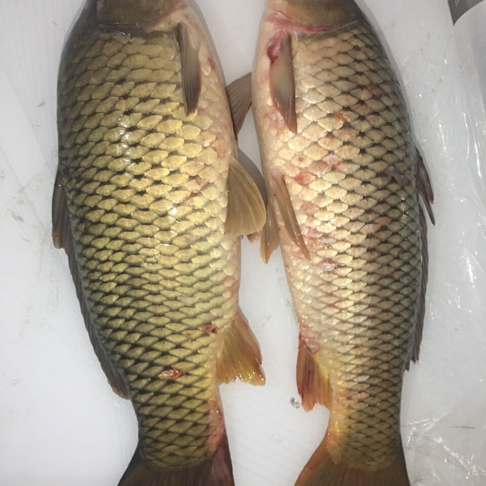lism黑龙江冬捕大鲤鱼615斤纯江冷水大鲤鱼松花江大鲤鱼89斤顺丰