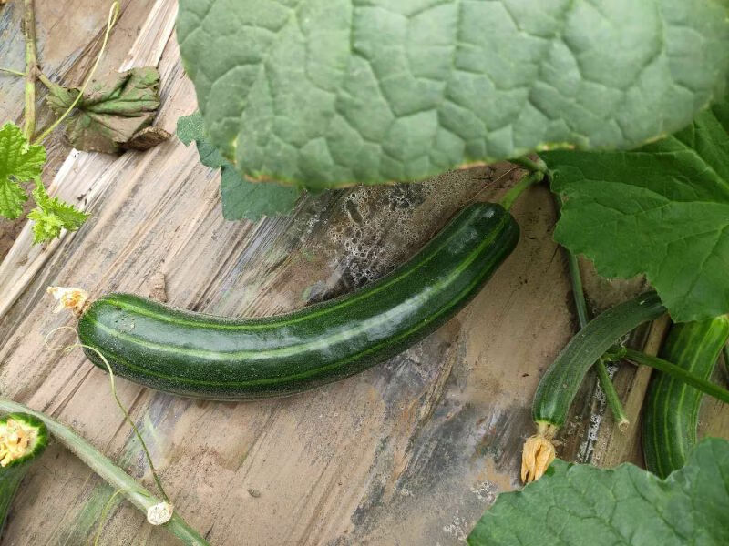 山东潍坊脆瓜稍瓜烧瓜无糖菜瓜青龙菜瓜老人无糖水果4斤