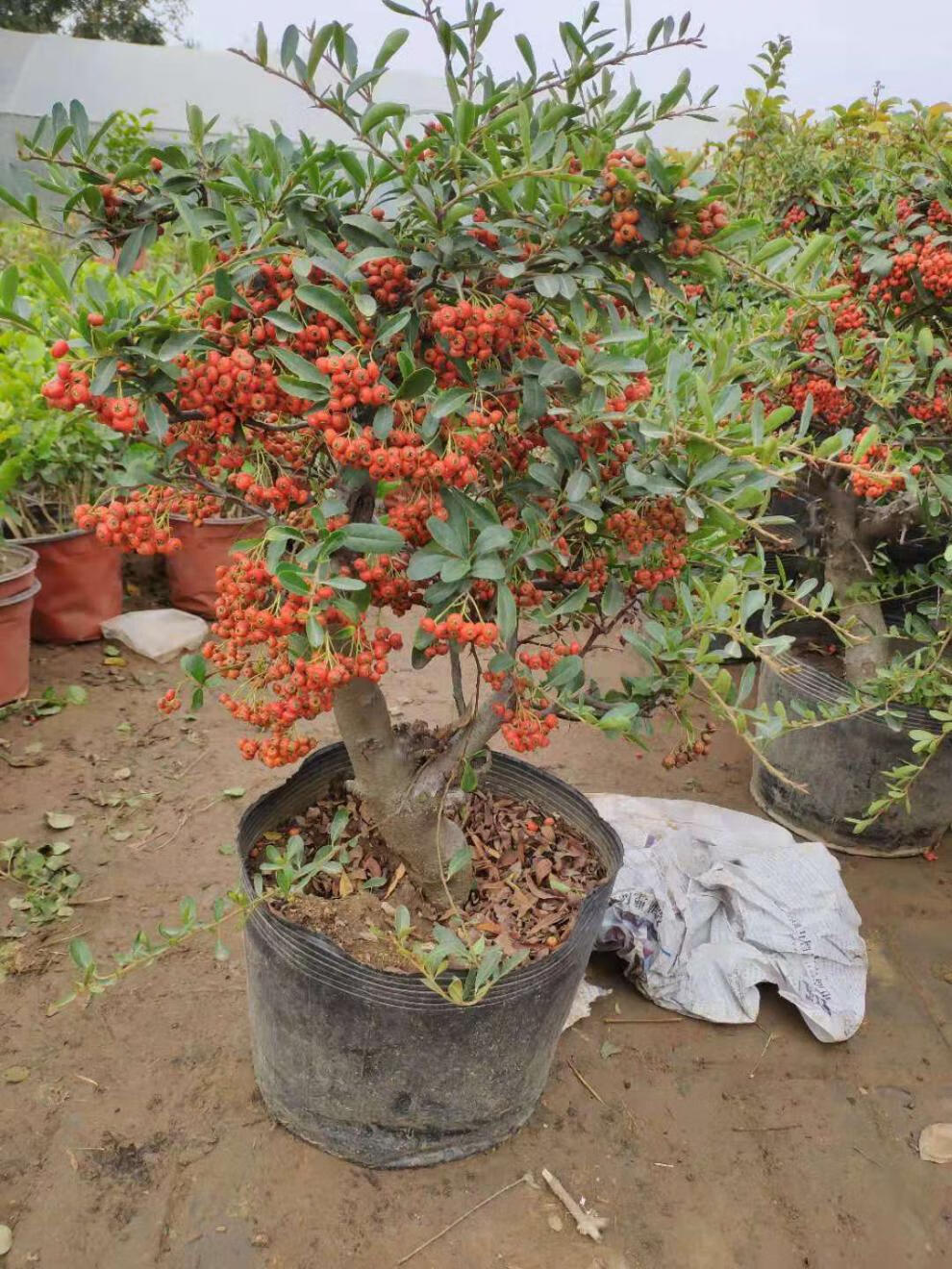火棘沙棘盆景盆栽树桩盆景绿植观花观果植物阳台客厅庭院当年挂果 10