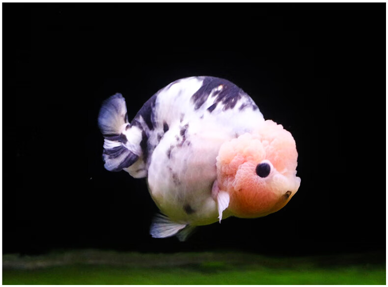 zxc潘式小尾兰寿金鱼活体精品奶牛活鱼观赏鱼冷水小中型鱼苗好养耐活