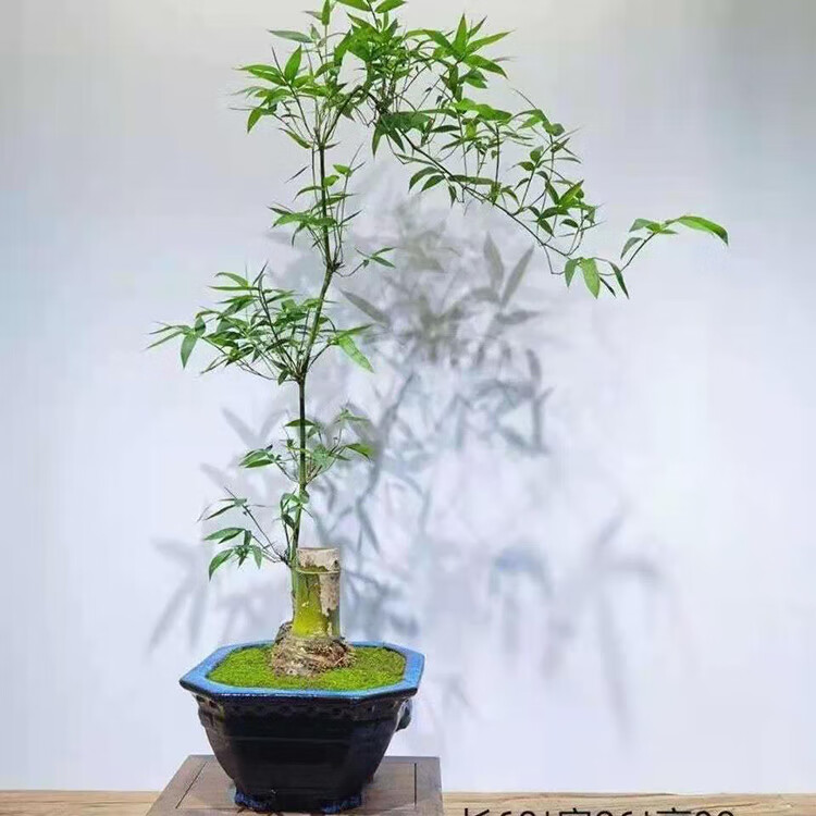 小叶簕竹室内小型勒竹盆栽庭院竹子盆景绿植四季长青好养名贵竹子