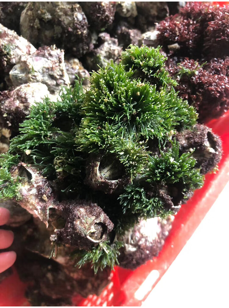 藤壶鲜活海鲜螺贝壳特大超大雀嘴滕壶曲嘴老婆牙锉火山口5斤 山口 5斤