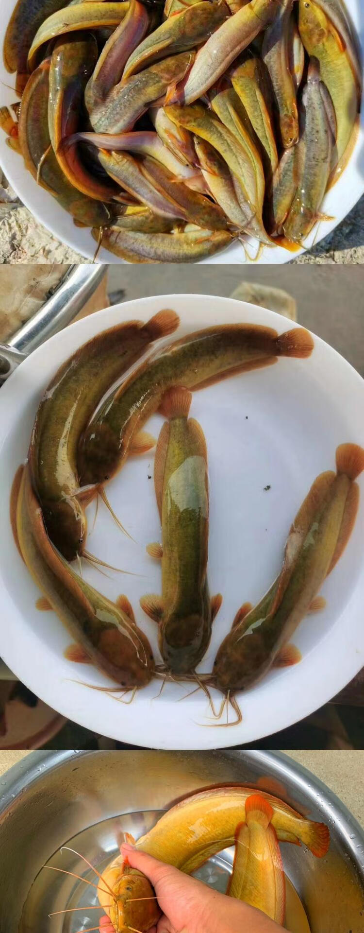 荣郁 本地塘鲺鱼苗淡水胡子鲶鱼苗苗土塘鲺鱼苗塘虱活体 【专用饲料】