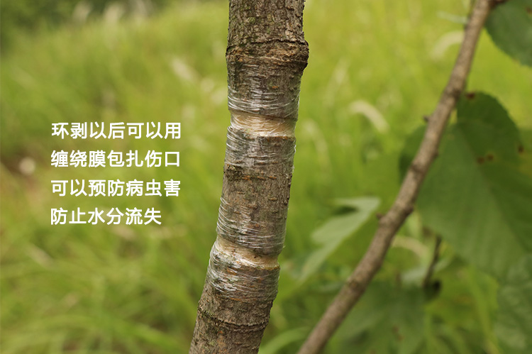 冬枣开甲环剥刀葡萄剥皮剪果树环割刀环切双层环剥钳子剥树皮神器卫亮