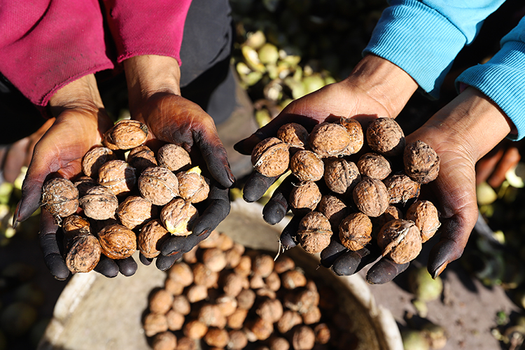 云南纸皮核桃新货薄壳原味核桃 大姚古树核桃孕妇干核桃散装薄皮 纸皮