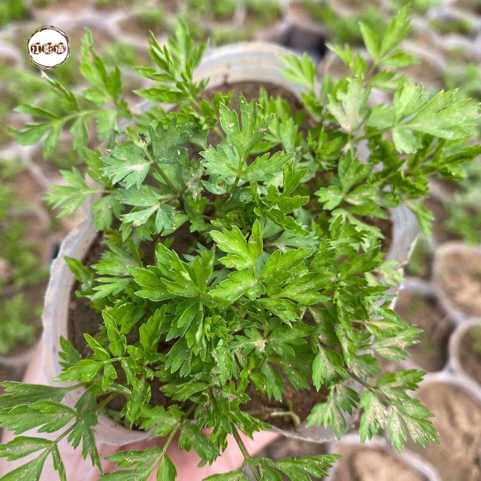 江影清川芎苗庭院绿植食用中药材种苗阳台盆景盆栽种子秧苗带土带杯
