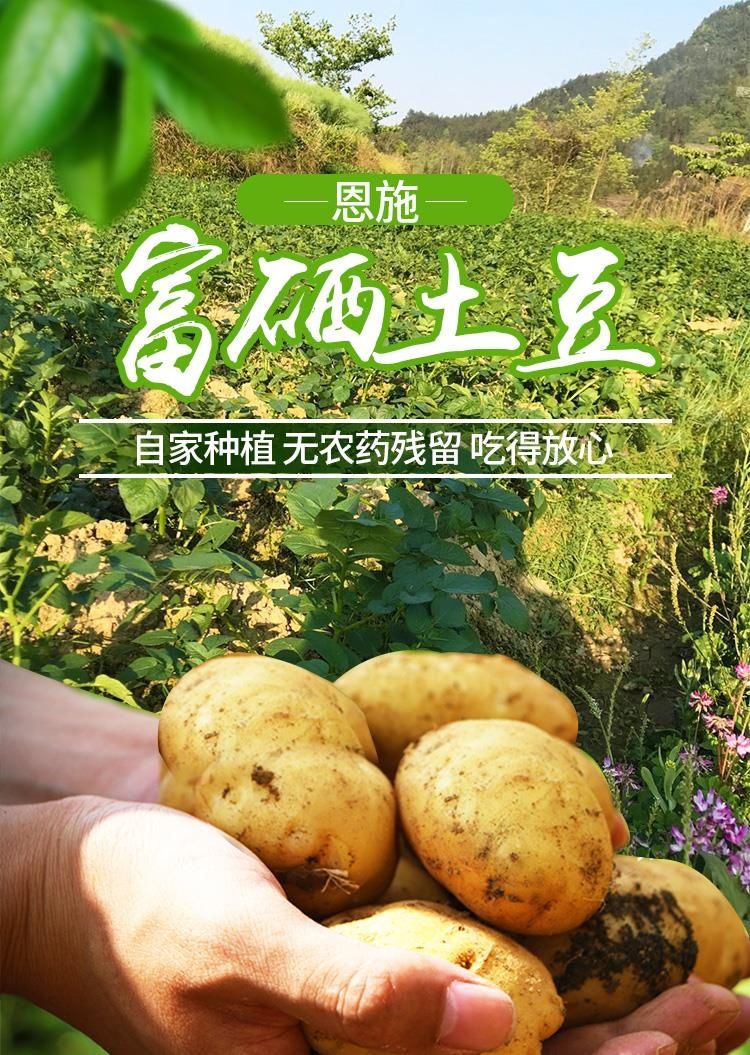 湖北恩施富硒黄心小土豆新鲜迷你洋芋马铃薯当季现挖土豆蔬菜9斤装
