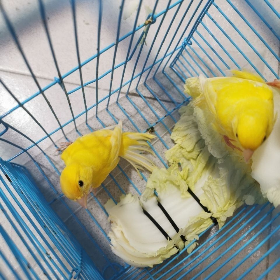 玉鸟活体山东黄玉鸟笼养鸣唱鸟小鸟辣椒红玉鸟扬州黄精品红白马赛克小