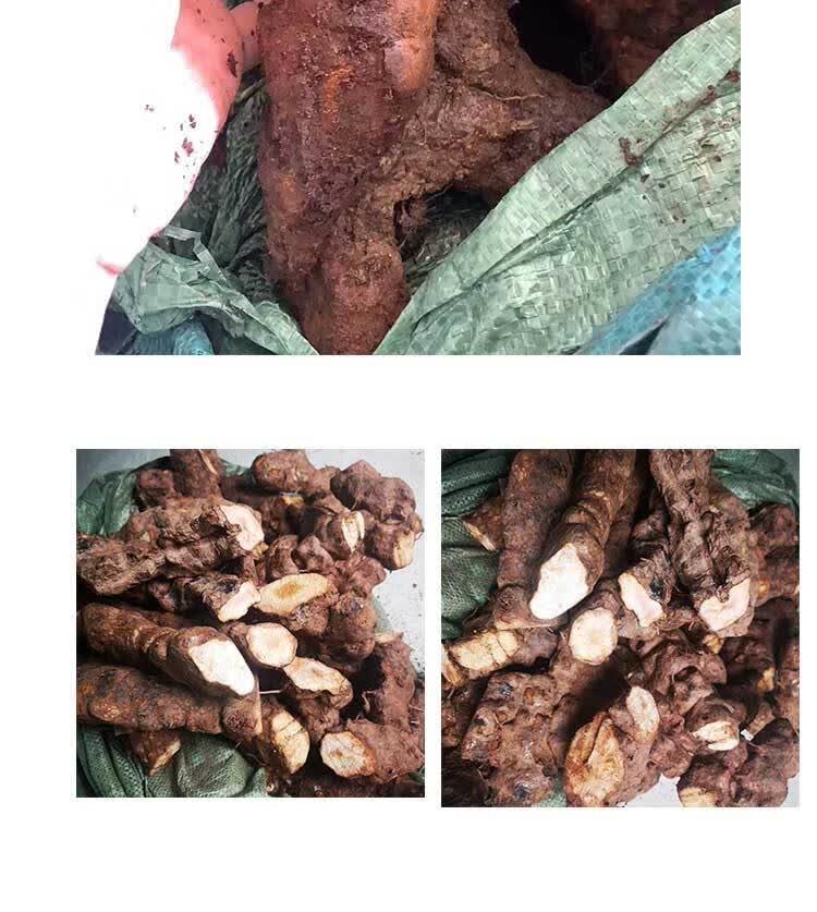 华佗拾遗 汉谯堂新鲜土茯苓 整个农家现挖野生土茯苓块正宗广东广西省