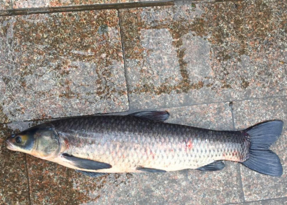 青鱼鲜活现杀螺蛳青乌青鱼螺丝青鱼淡水鲜活草鱼活体现杀15斤左右整条