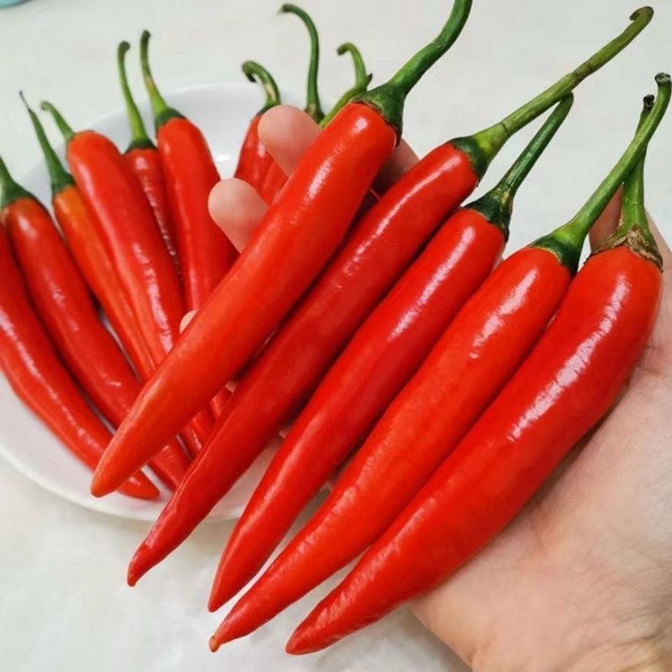 媚调美人椒 微辣红泡椒大红椒辣椒酱新鲜农家自种现摘批发 美人椒3斤
