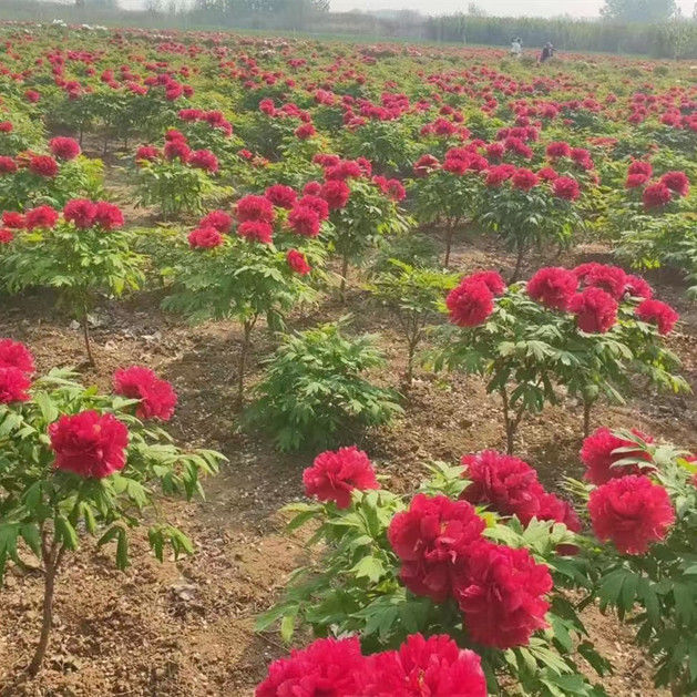 牡丹树大苗独杆花王牡丹树大树菏泽观赏牡丹树花苗百年牡丹对版 岛锦