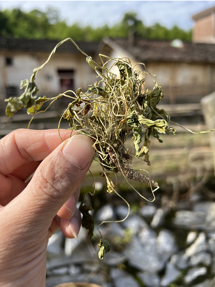 紫花地丁伟博紫花地丁新鲜生晒犁头草铧头草梨头草干货中药材新货500g