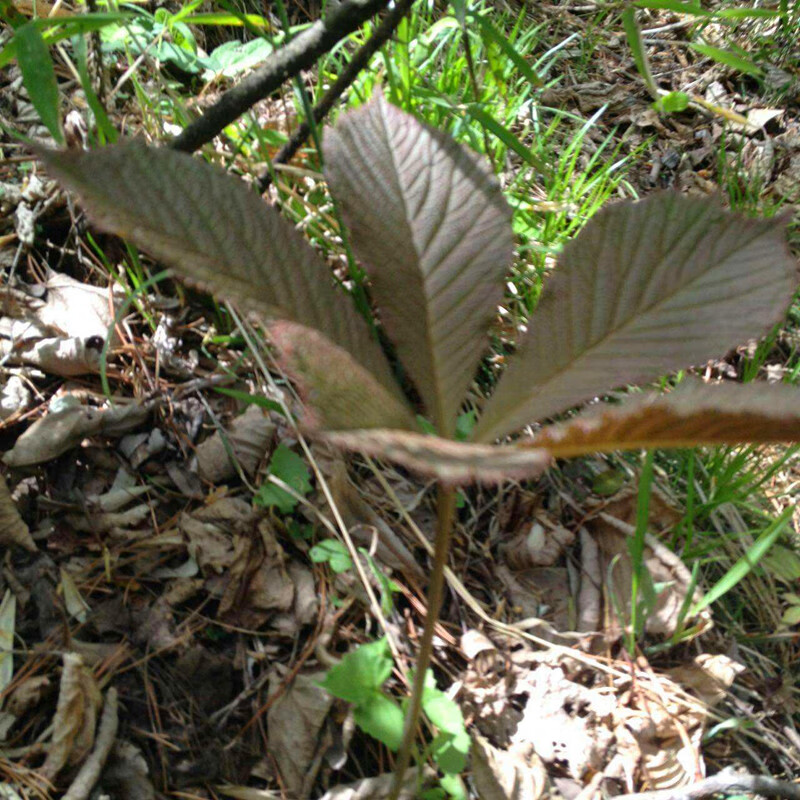 贵州苗药毛青杠九叶岩陀500g野生毛青缸中草药材血三七干货【图片