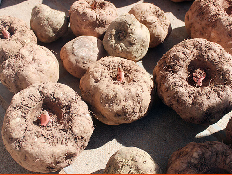 橙伯乐现货云南高山种植新鲜魔芋 魔芋头粉片魔芋豆腐原料魔芋5斤