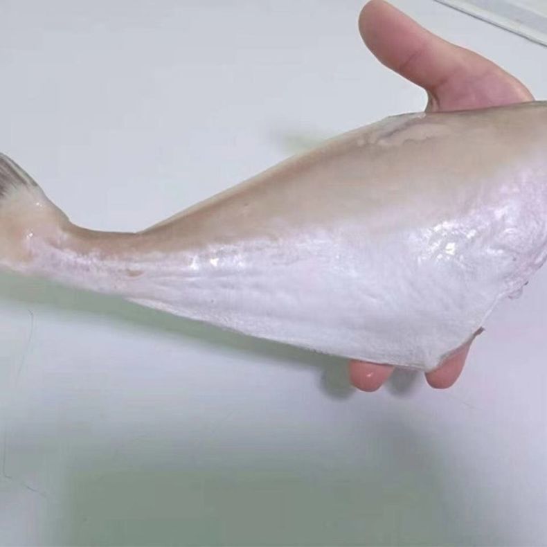 鱼 耗儿鱼 冰鲜耗儿鱼中号马面鱼小新鲜扒皮鱼剥皮鱼火锅食材 冷冻