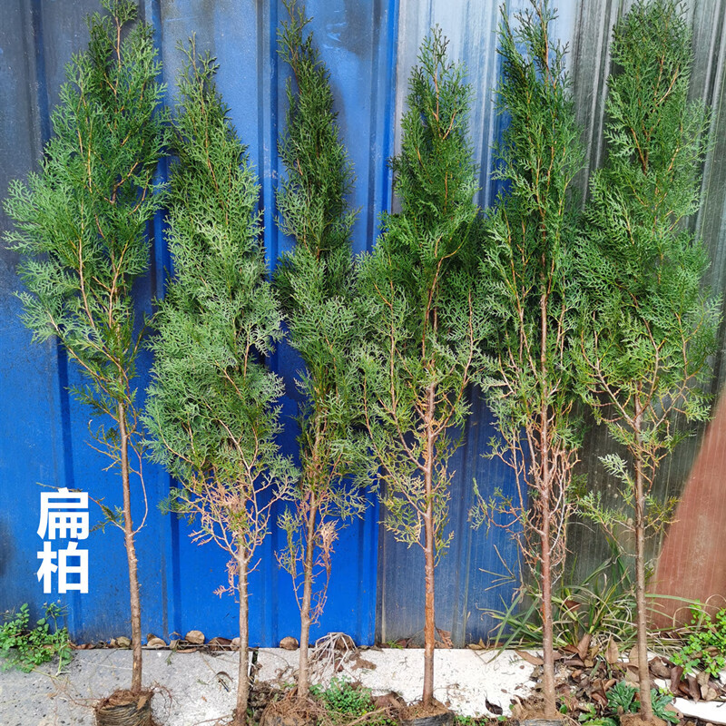 松树树苗墓地松塔柏清明松树苗扫墓树苗松柏树苗扁侧柏桧柏柏树蜀桧