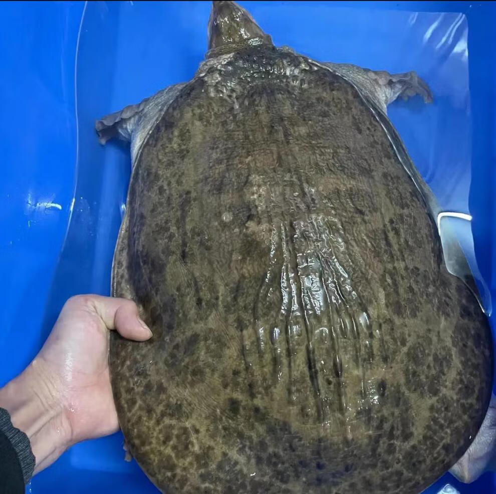 珍珠鳖大甲鱼外塘4-20斤山瑞食用滋补巨型大活体鲜活甲鱼食材 18斤