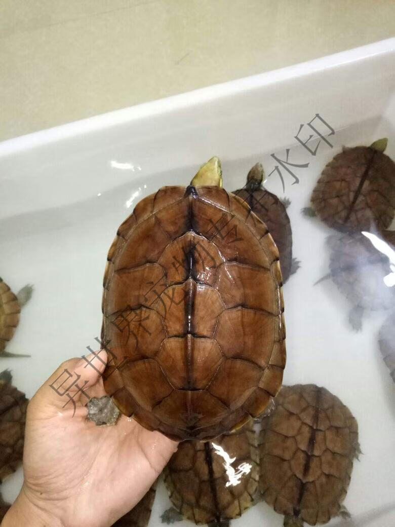 正宗纯种南石北石龟大乌龟稀有越南宠物活体观赏黄喉龟 2到3厘米 两公