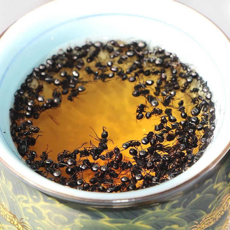 中药材黑蚂蚁干大黑蚂蚁泡酒自制养生酒蚂蚁粉50500g50克试用装