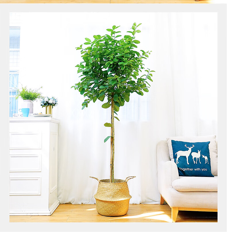 室内大型绿植 高杆柠檬树(尤力克柠檬)多年生观叶造型盆栽植物 高约1