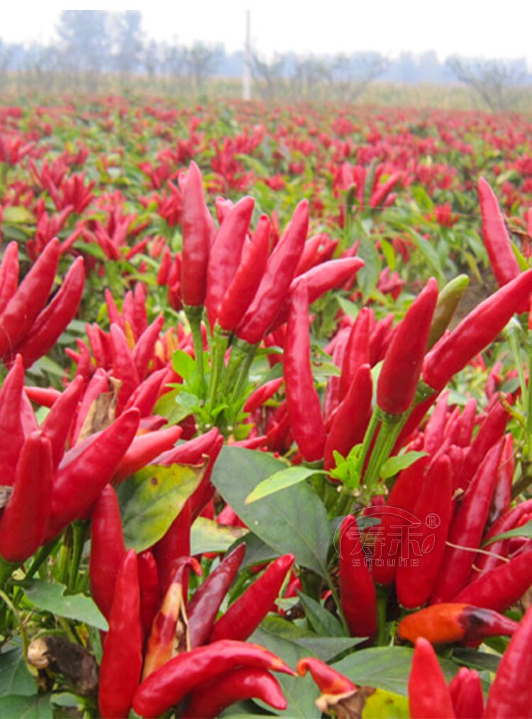 朝天椒种籽种子辣椒苗超辣四季种植食用高产秧阳台盆栽籽种孑秧苗小米