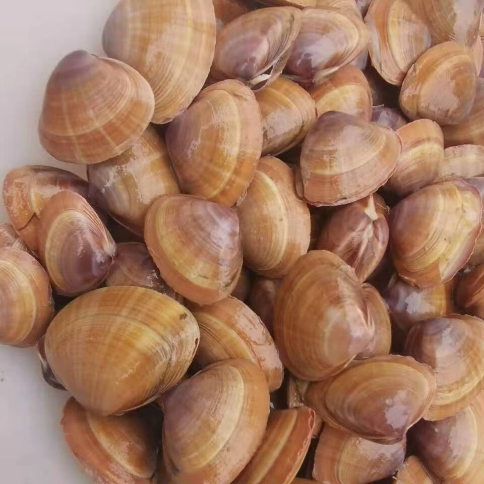 鲜活黄蚬子新鲜无沙鲜活黄海特产黄蚬子蛤蜊活海鲜蚬子宏嘉睿1斤