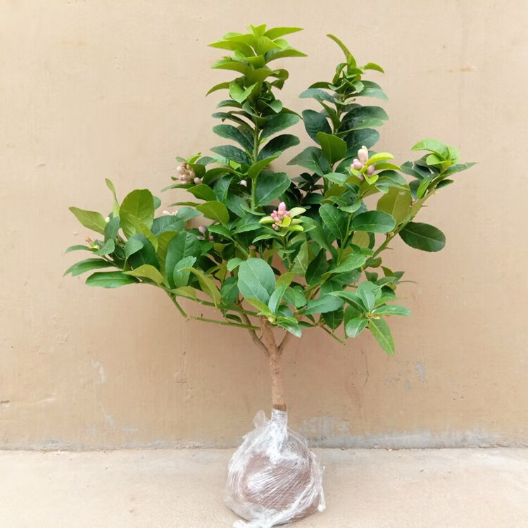 带果发货盆栽柠檬苗香水柠檬树苗果树苗南方北方四季常青7年黄肉柠檬