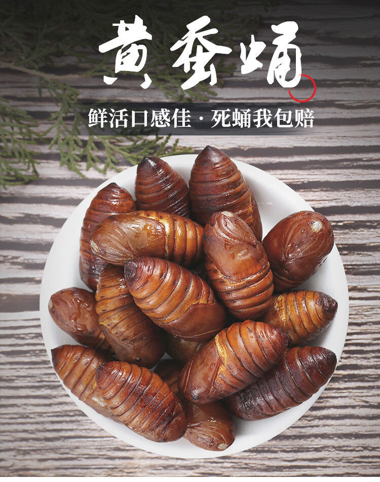 东北特产蚕蛹新鲜蝉蛹带壳大茧蛹活的500g野生活体大黄柞 3-4cm黑蛹(