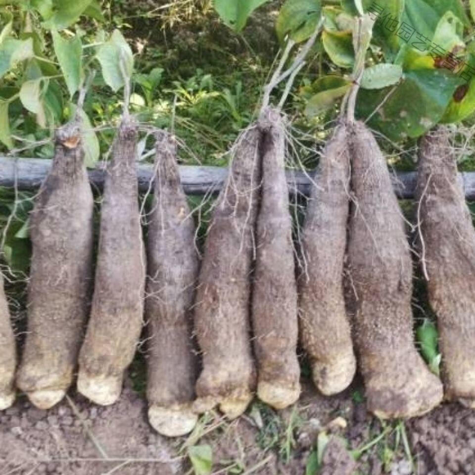 温州特产文成糯米山药农家种植新鲜原产地地直供5斤温州特产文成糯米