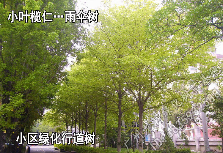 花姬蝶遇洲小葉欖仁苗公園小區行道綠化庭院遮蔭雨傘樹細欖仁樹苗7090