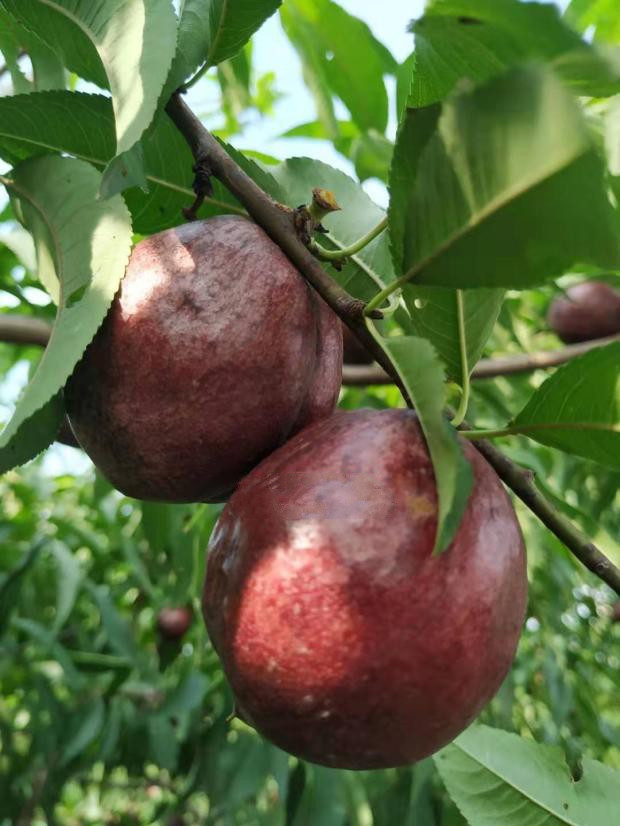 如皋紫桃新鲜血桃离核油桃新鲜紫桃酸甜口感 3斤 中果8个左右/斤