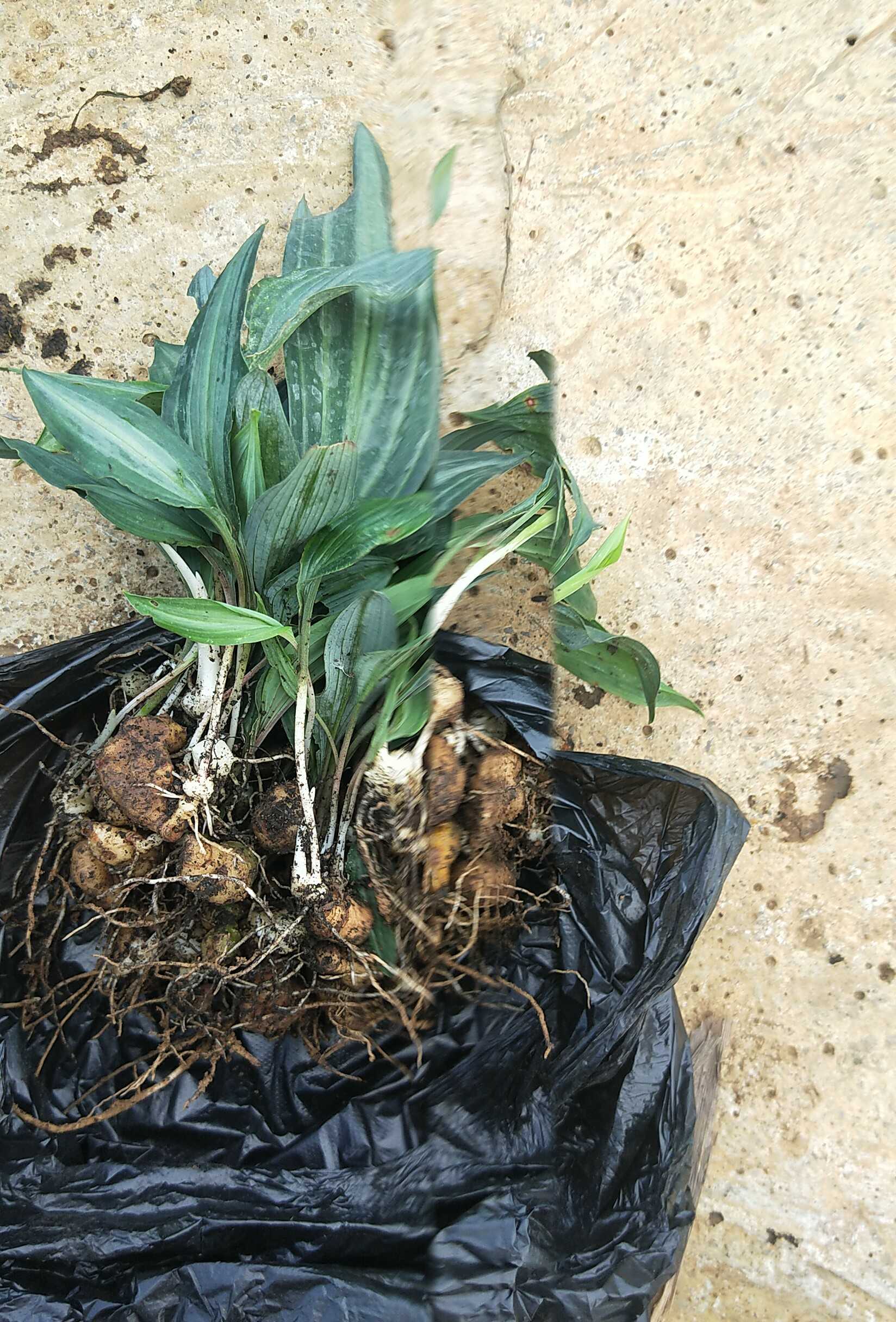 云南正宗滇黄精苗黄精种苗 节节高苗黄精籽育苗根茎苗子 200棵【图片