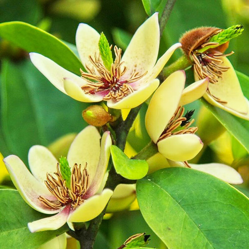 含笑花苗浓香型花卉带花苞室内阳台耐寒四季常青植物含笑花盆栽 精选6