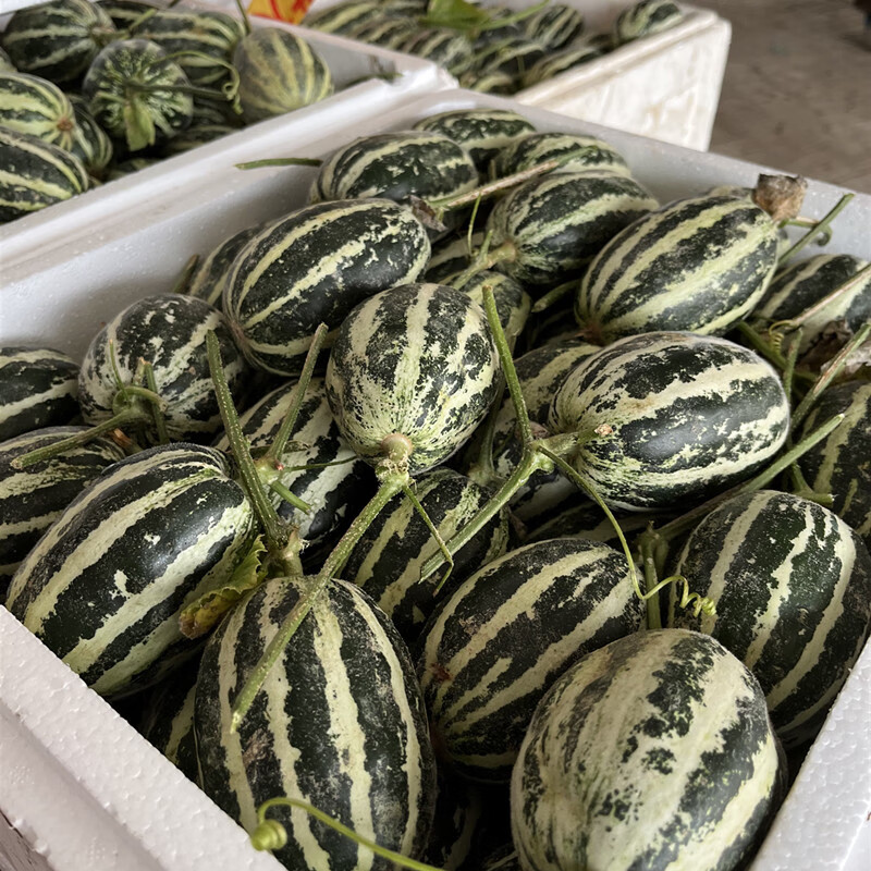 现摘新鲜正宗博洋9号博洋61羊角蜜甜瓜当季孕妇水果顺丰整箱博洋9小果