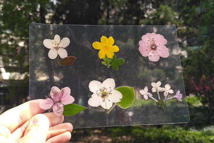 同款塑封膜植物标本制作透明膜押花叶子防潮树叶手工粘贴过塑膜s1961
