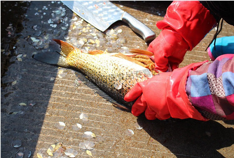 鱼白现杀新鲜大鲤鱼鱼油新鲜鱼白生鲜鱼油顺丰3斤装现取鱼白