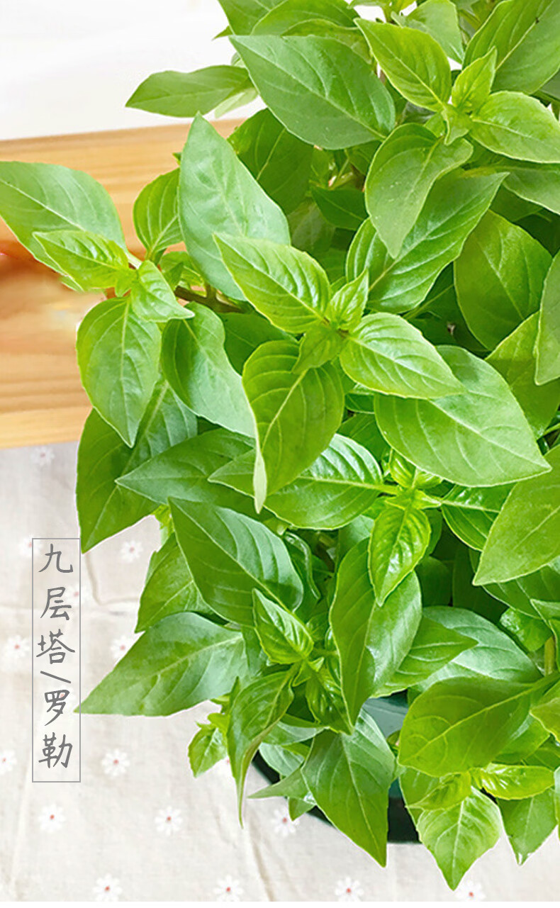 层塔种子种籽苗紫罗勒阳台四季盆栽金不换香草九成塔孑叶 大叶罗勒苗