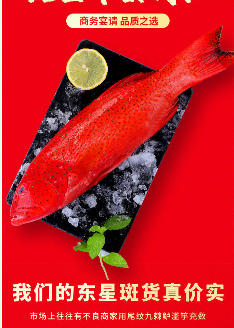 新鲜东星斑石斑鱼鲜活速冻燕尾斑深海瓜子斑海鲜水产批发海鱼红斑放血