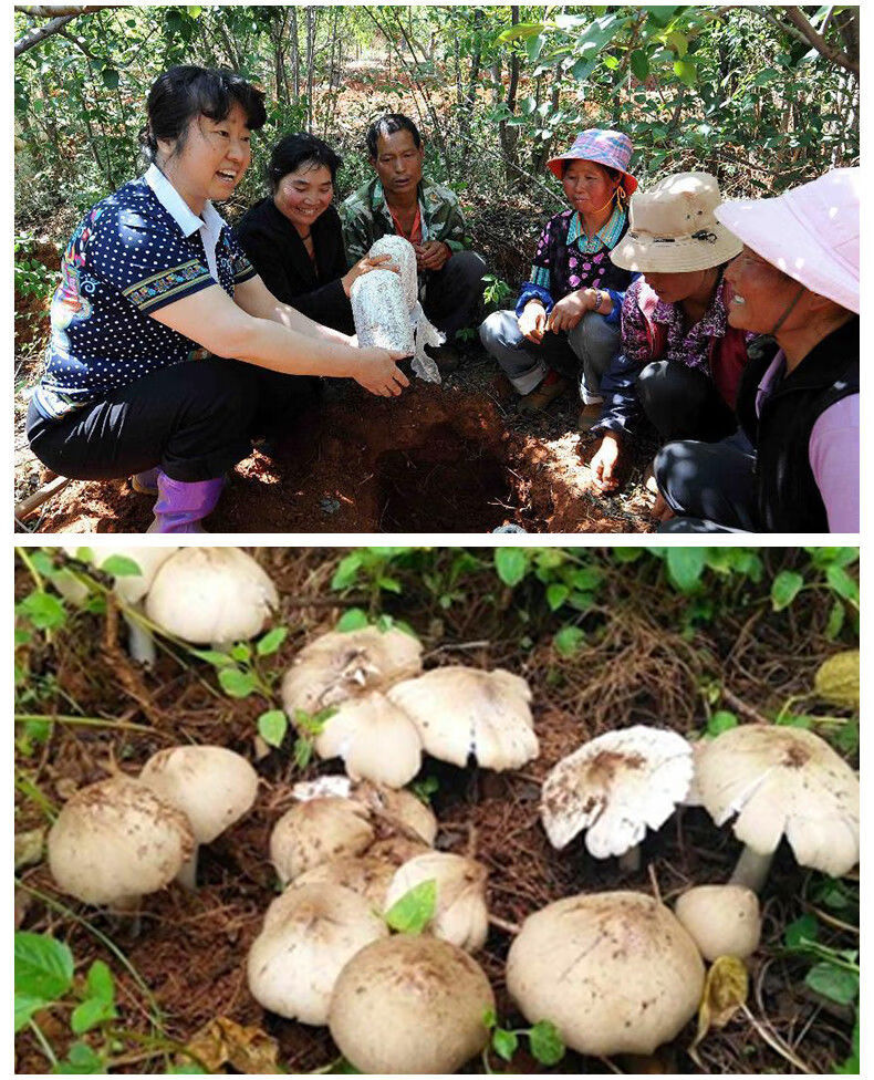 高产种子野生三塔菌荔枝菌人工种植 菌种包 鸡枞菌种100克 技术【成活