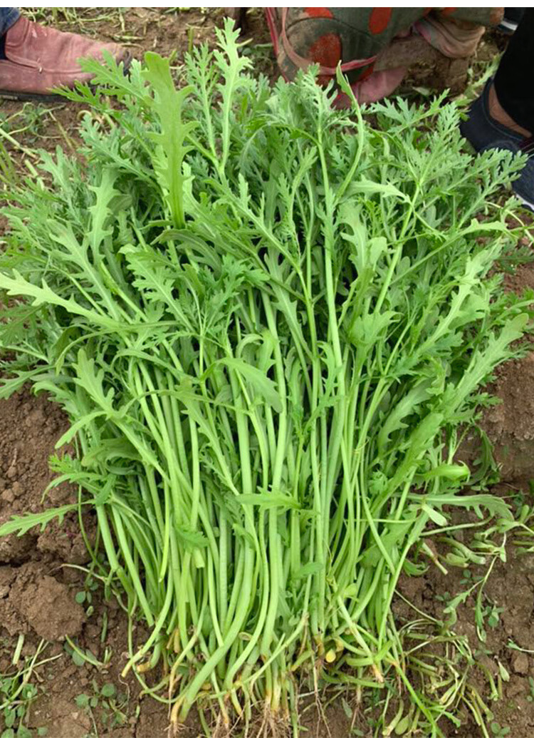 皇帝菜 新鲜小叶茼蒿菜3斤 光杆蓬蒿菜菊花农家自种蔬菜 生鲜 3斤